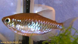 phenacogrammus-interruptus