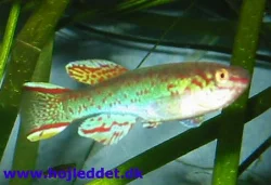 fundulopanchax-gardneri-gardneri-akure