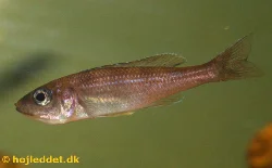 cyprichromis-leptosoma-tanzania-neon