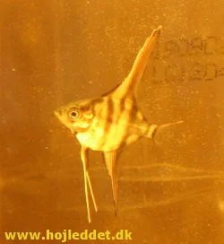 pterophyllum-scalare-rio-manacapuru