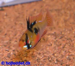 mikrogeophagus-ramirezi