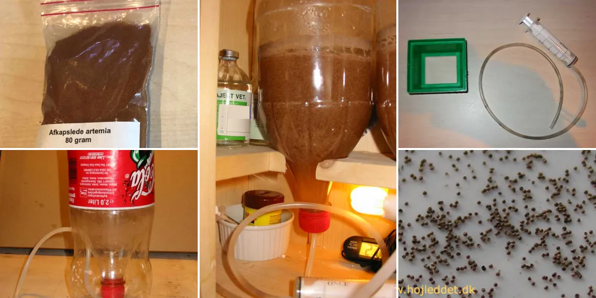 All About Artemia - The Ultimate Guide to Aquarium Superfood