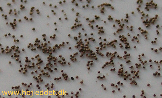 Hatching of Artemia salina