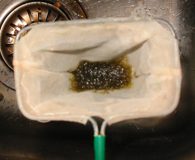 Levende klare myggelarver