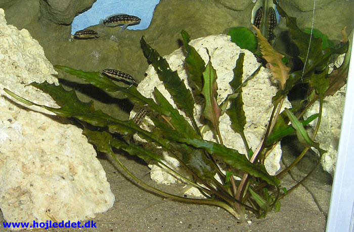 Cryptocoryne wendtii 'Brown'