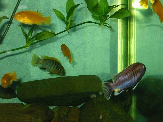 Echinodorus bleheri (Amazon sword plant)