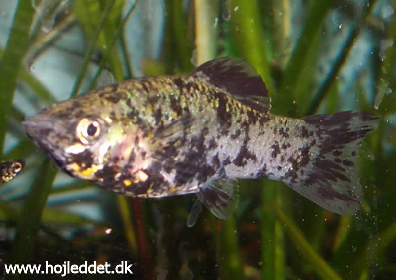 Poecilia sphenops (Black Molly)