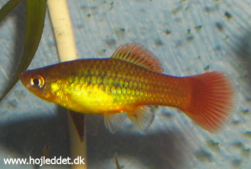 Xiphophorus variatus (Variable platy)