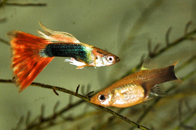 Poecilia reticulata (Guppy, Millionfish)