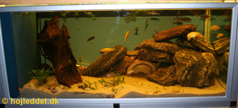 Nu er akvariet fyldt helt op, både med vand og fisk.