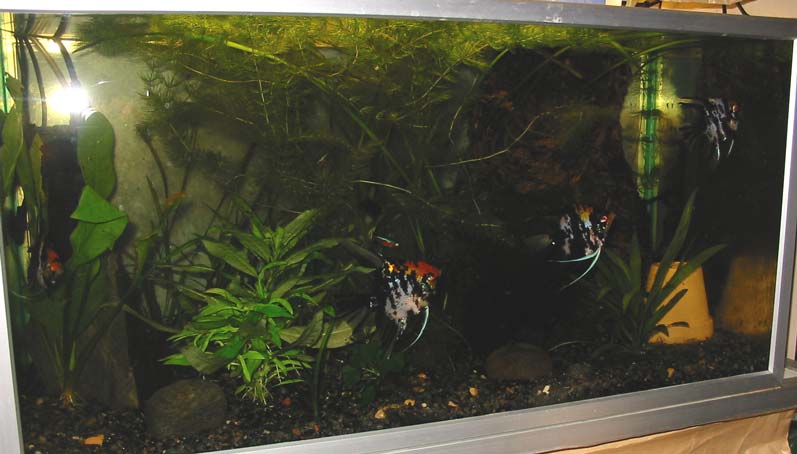 South American community tank