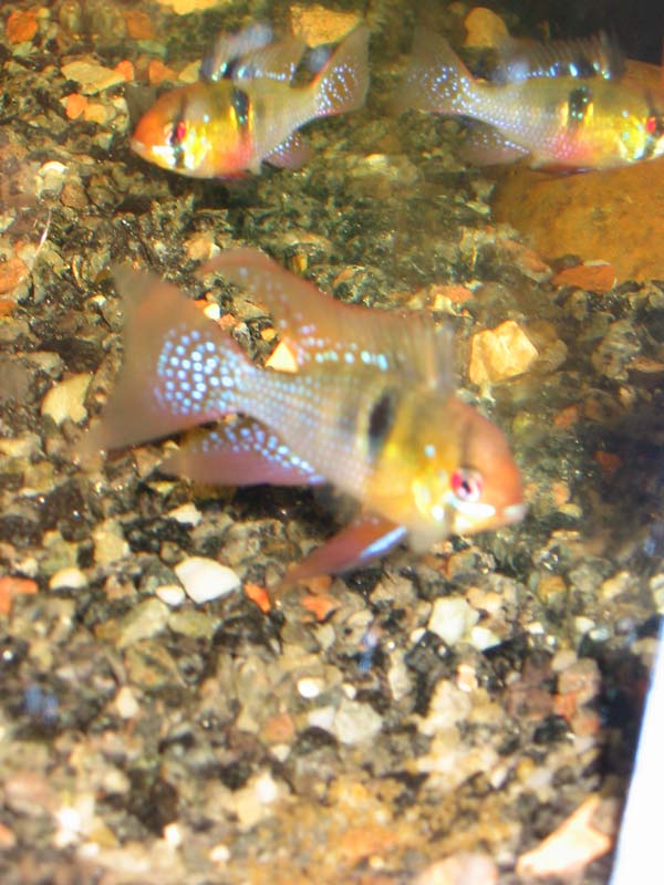 I have once again tried breeding butterfly cichlids.
