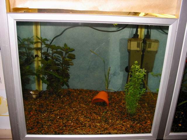 Jeg fik nogle naturmollier af en god ven, men da hunnen åd nogle af mine favorit guppyer røg de retur.
