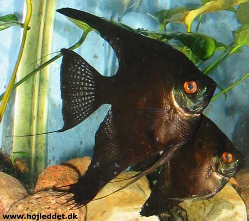 Pterophyllum scalare (Common Angelfish)