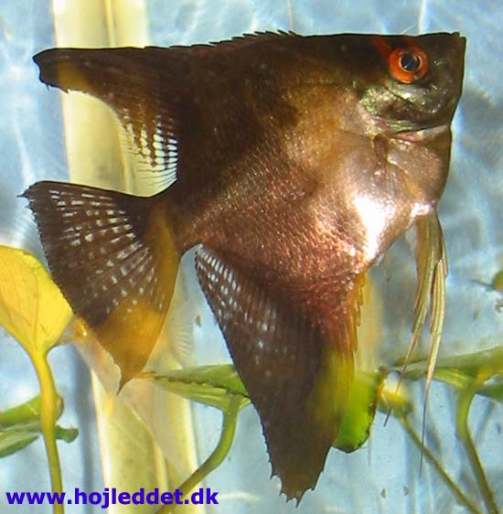 This could be the black female.
