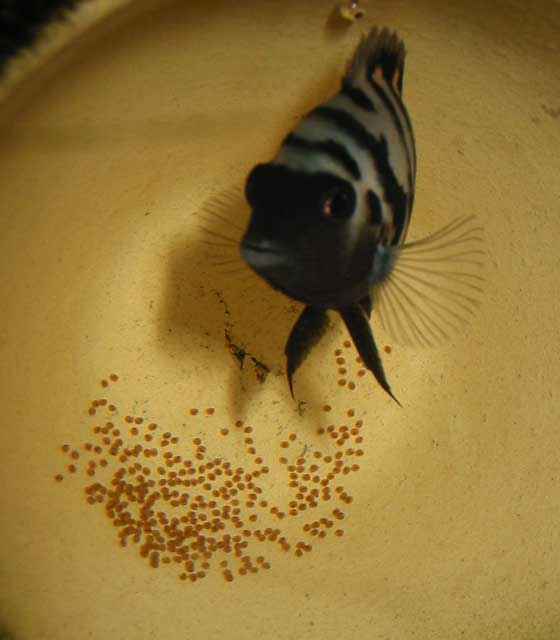 My convict pair has spawned again - this time in a flower pot