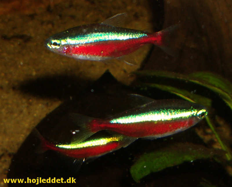 Her ses 3 røde neon taget med mit Pentax S5i.
