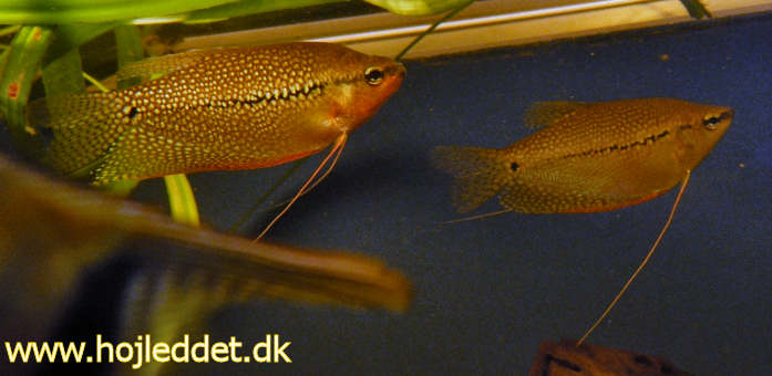 My Pearl gourami pair.
