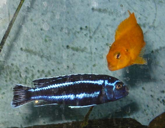 *Melanochromis cyaneorhabdos* (nederst) sammen med *P. saulosi* (øverst).