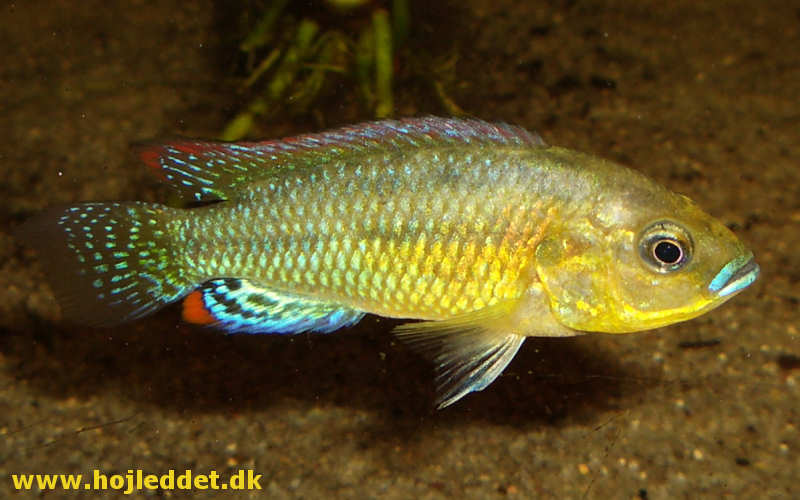 Dwarf copper mouth brooder