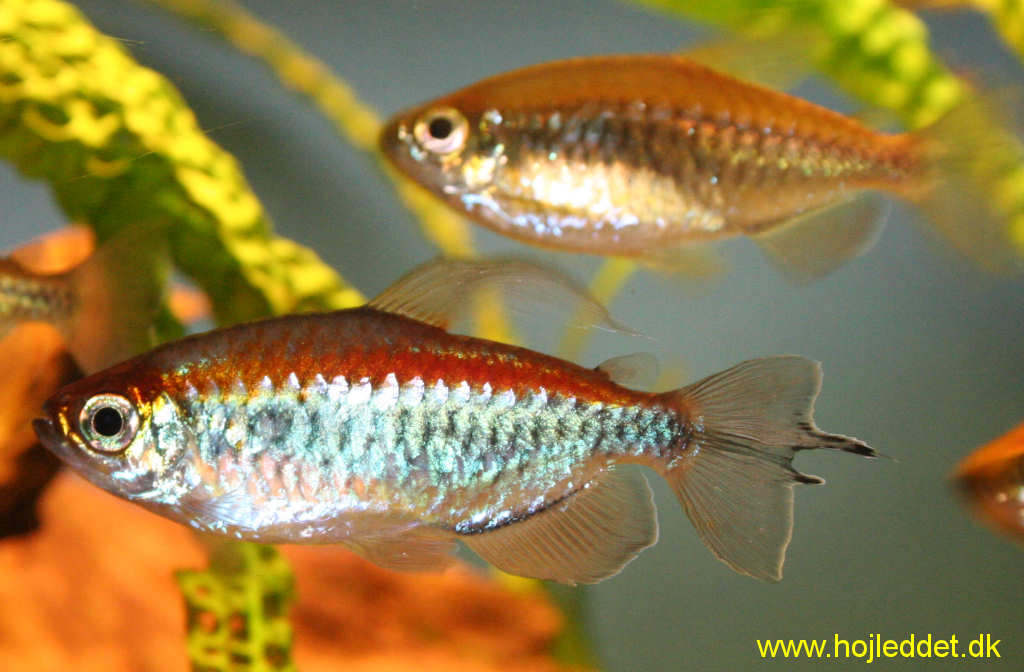 Congo tetra