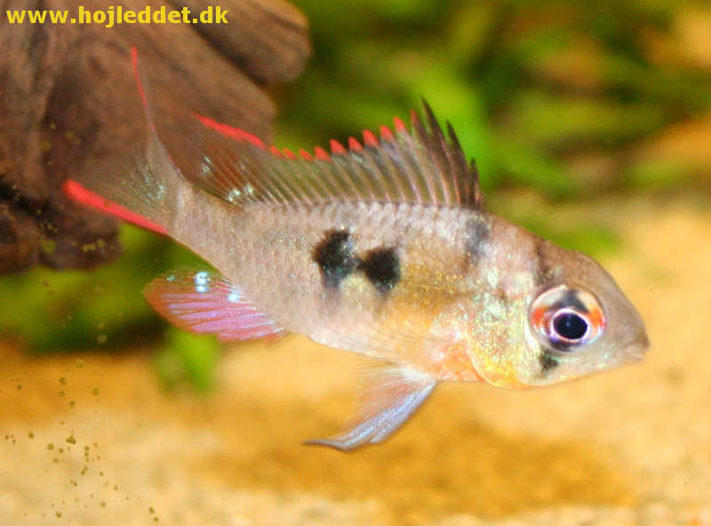 Bolivian butterfly cichlid