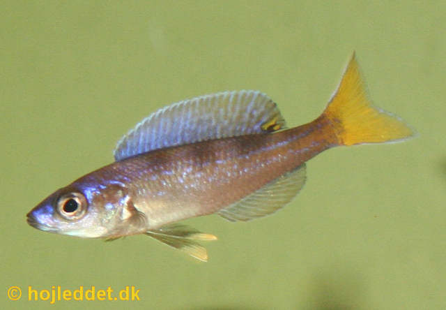 Cyprichromis leptosoma 'tanzania neon'