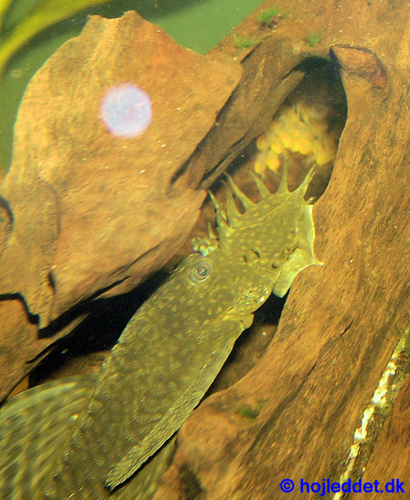 Ancistrus dolichopterus (Bristlenose Catfish)