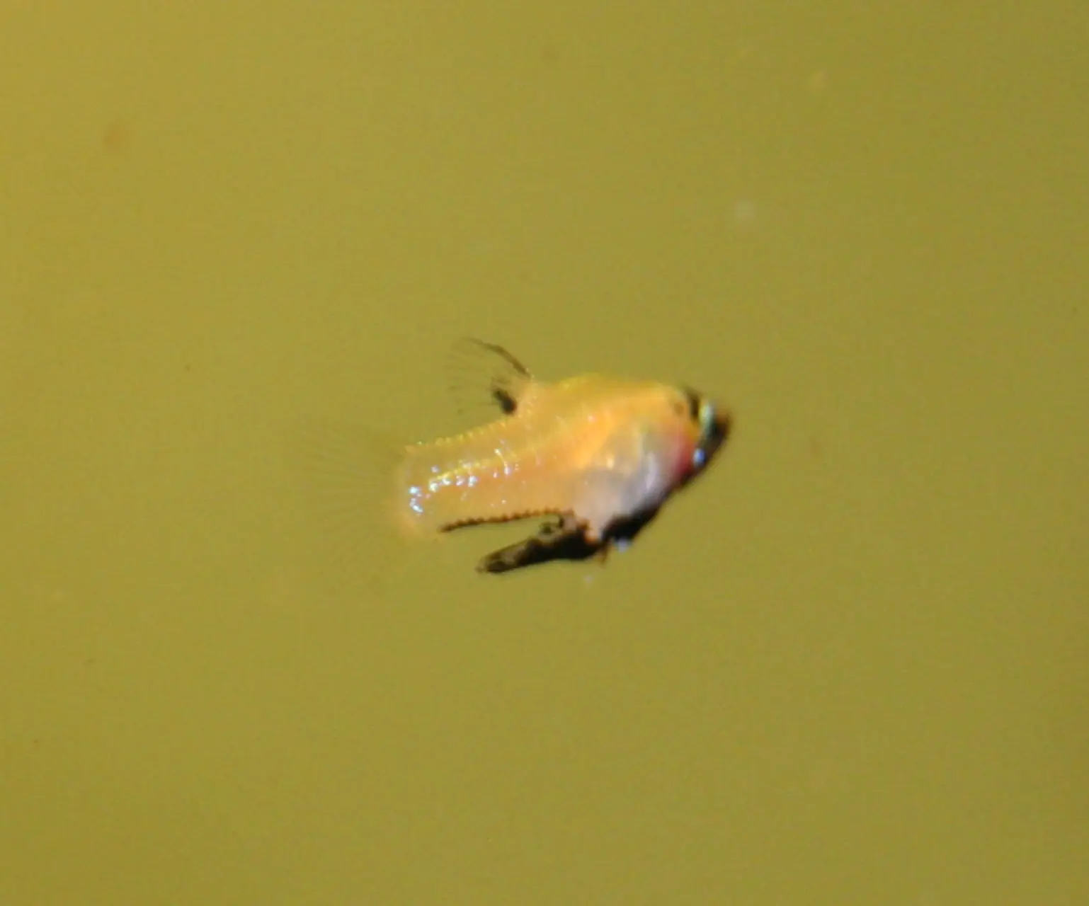 Least Killifish (Heterandria formosa)