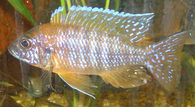 Aulonocara sp. "red ruby" (Red ruby, Red Ryby, Rubecens etc.)