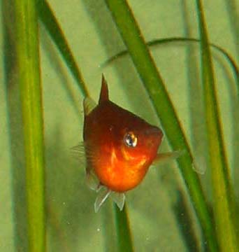 Xiphophorus maculatus (Platy)