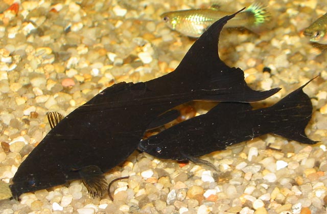 Poecilia sphenops (Black Molly)