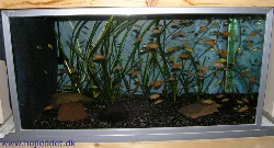 Here is my 128 liter tank filled with Malawi fry.