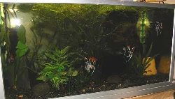 South American community tank