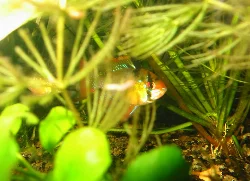 A male is scouting the surroundings from behind a Vallisneria and some Hornwort.
