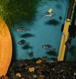 I have so far only had one brood from the cyaneorhabdos, but it had quite a few young and they are growing fairly quickly.