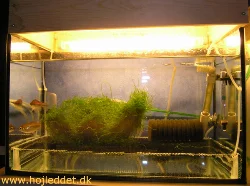 Det andet af mine mellemstore yngleakvarier med et par congo tetra.
