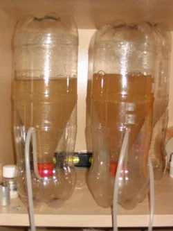 A hatching station with two bottles ensures a daily supply of nauplii.