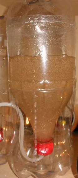 Hatching apparatus for live [*Artemia salina*](/en/artemia-salina) nauplii in operation.