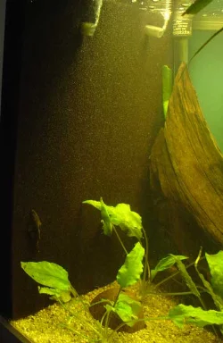 Picture from my 325 liter aquarium, with a black filter mat.