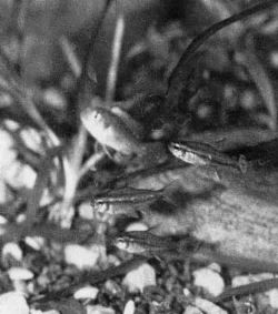 Fra mit gamle akvarium...