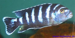 *Pseudotropheus demasoni*