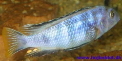 *Pseudotropheus saulosi*