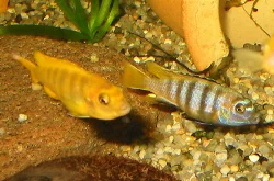 My juveniles began changing color before they were sold.