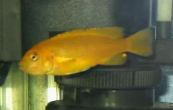 Here is one of my females with a mouthful of eggs.