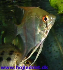 This is the original grey angelfish - you can buy a <a href="pterophyllum_scalare_rio_manacapuru.html">natural variant with a bit of red on the top</a>.
