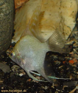 Another picture of the gold variant, taken with a Sony DSC-V1.
