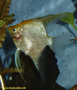 Another picture of the gold variant, also taken with Sony DSC-V1.
