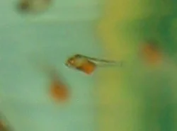 The juvenile here is 8 days old, counted from the egg laying. Angelfish grow very fast, especially when they are fed with Artemia 2-3 times daily.
