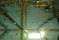 Here the fry are seen a bit more clearly.
